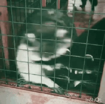    ,   -