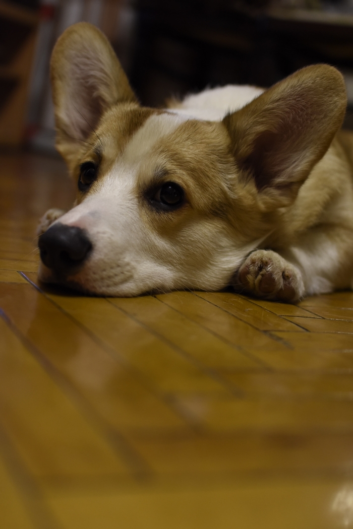 Марти Собака, Корги, Длиннопост