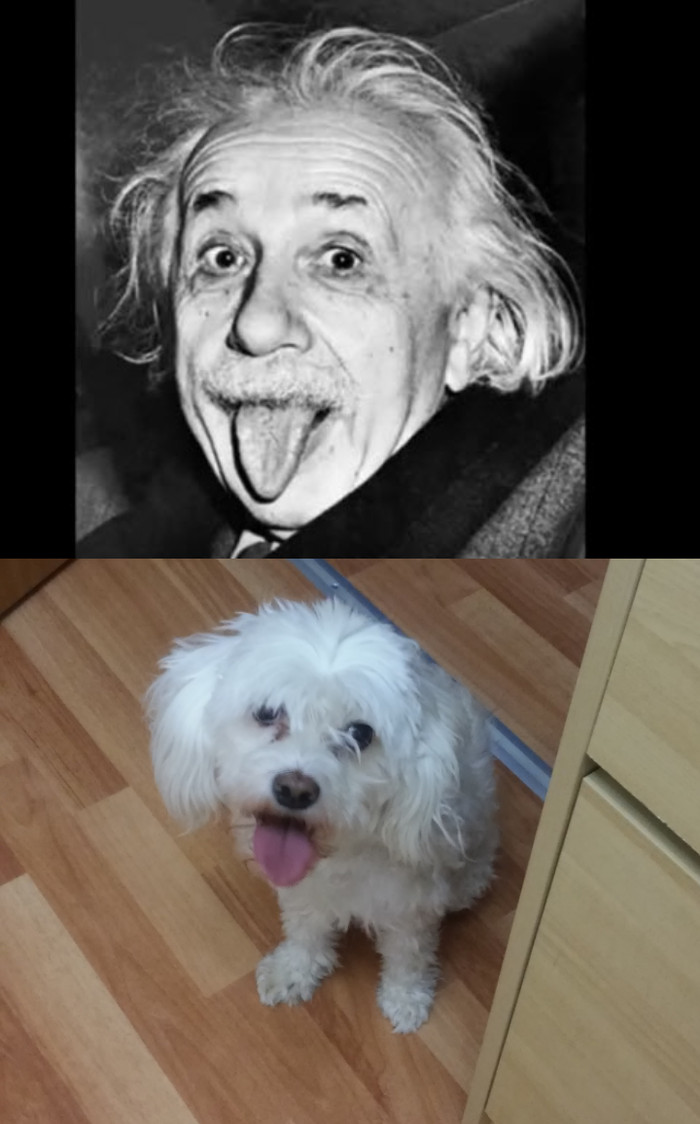 Einstein's view - My, Dog, Albert Einstein