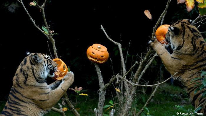 Halloween in zoos around the world. - Milota, Zoo, Halloween, Penguins, Animals, Funny animals, Longpost