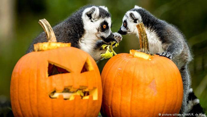 Halloween in zoos around the world. - Milota, Zoo, Halloween, Penguins, Animals, Funny animals, Longpost