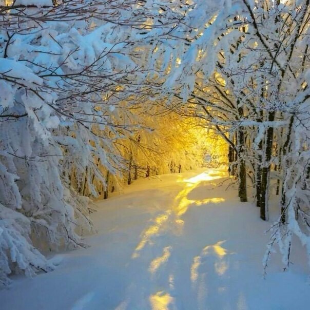 Winter - My, Winter, Snow, The sun