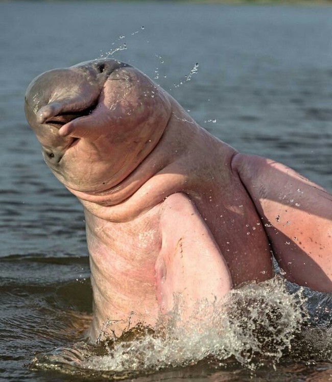 Розовый дельфин. | Пикабу