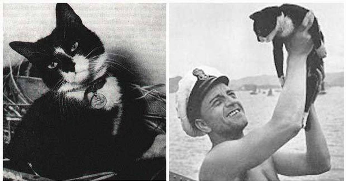 непотопляемый саймон. кот с линкора бисмарк непотопляемый сэм. кот оскар непотопляемый. непотопляемый сэм корабельный кот. непотопляемый сэм корабельный кот.