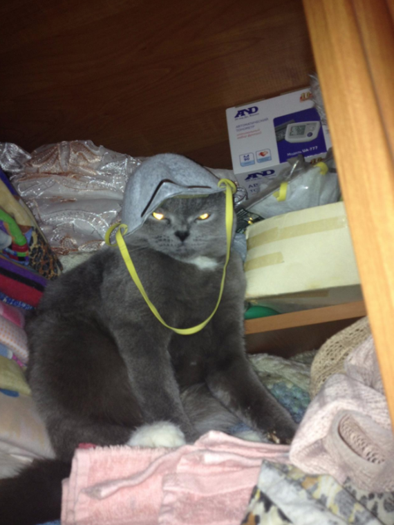 Asya managed, put things in order in the closet on the shelf)) - My, Pets, cat