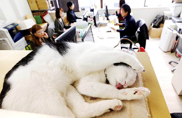 One ticket to Japan please - A life, Work, Stress, , Japan, cat, Pet, Joy, Pets