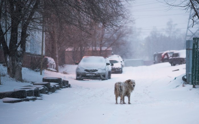 You come in if anything - My, The photo, Once upon a time there was a dog, Dog