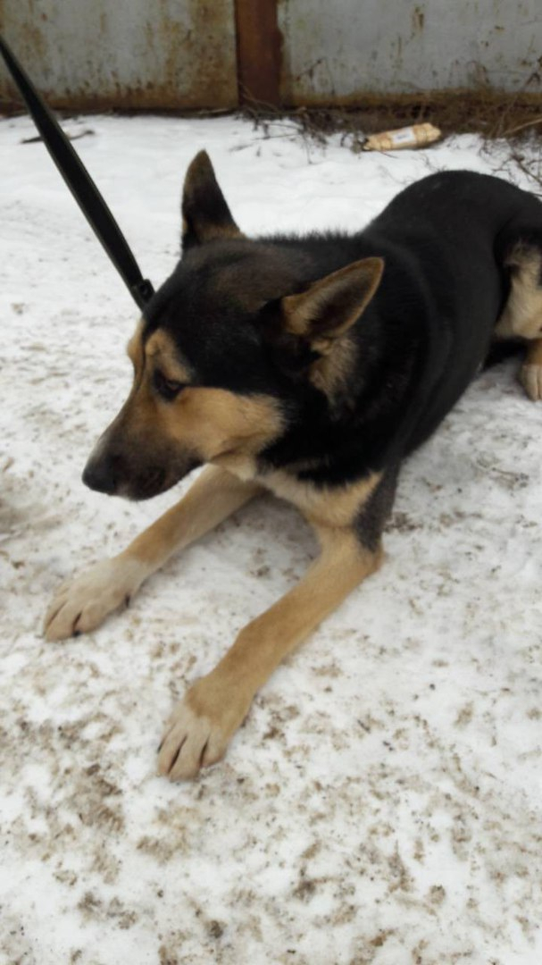 He looked hopefully at the passing cars... The dog desperately waited for the owners who had betrayed him, and now he is learning to believe again... - Dog, Mordovia, Saransk, Help, Longpost, Helping animals