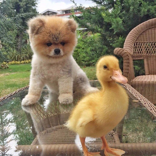 Who else are you? - Ducklings, Milota, Puppies, The photo, Dog