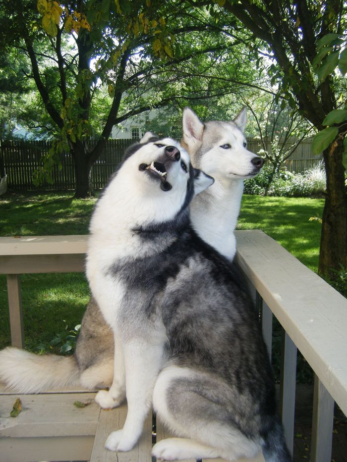 Someone loves to pose for a photographer, and someone is photogenic in life without any effort - Dog, Husky, Posturing, Photogenic