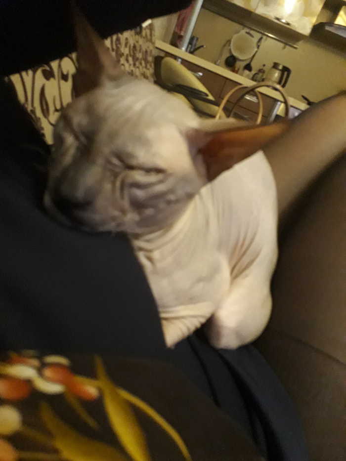 Three kilograms of love and affection (or rather, three two hundred) - Don Sphynx, , My, cat, Longpost