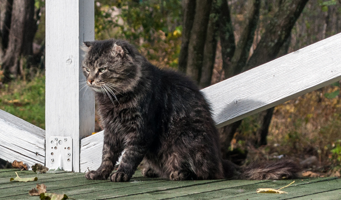 Street - My, cat, , Dog, , , Longpost, Street