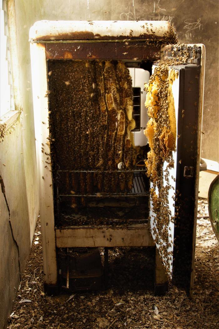 New house. Shelter in an old refrigerator - The photo, Honeycomb, Hive, Refrigerator