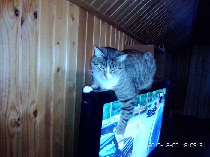 The cat found a warm place - My, cat, Catomafia, 