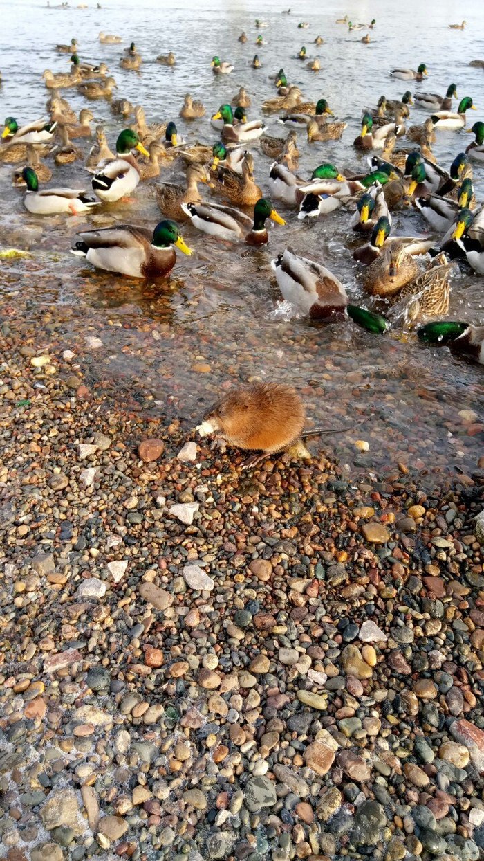 Mallards and muskrat, Yenisei river. - My, Krasnoyarsk, Yenisei, Muskrat, Mallard duck, Duck