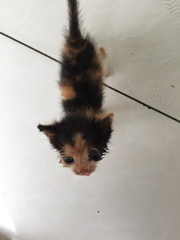 Turning a small skinny kitten into a gorgeous cat. - cat, Person, Kindness, Legs, Longpost