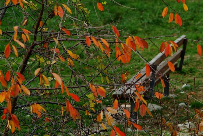 Autumn - My, The photo, Autumn, Nature, , Fujifilm, 