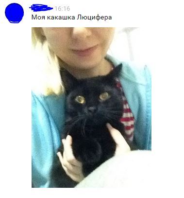 How cute))) - My, Milota, Cats milota, In contact with, Correspondence, My, cat