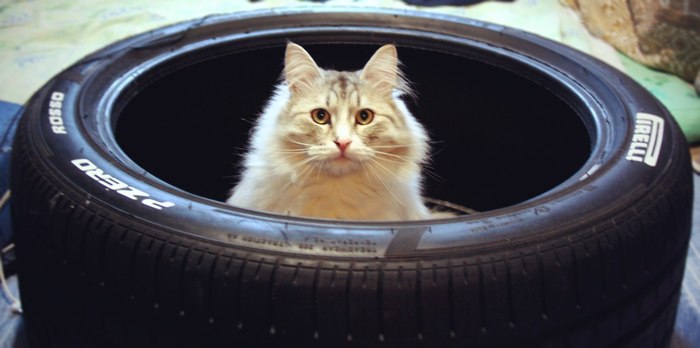 Hi, how are you? - cat, Tires