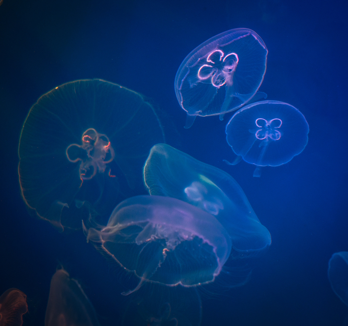 Jellyfish - My, Jellyfish, St. Petersburg Oceanarium, Canon 100mm macro, Longpost