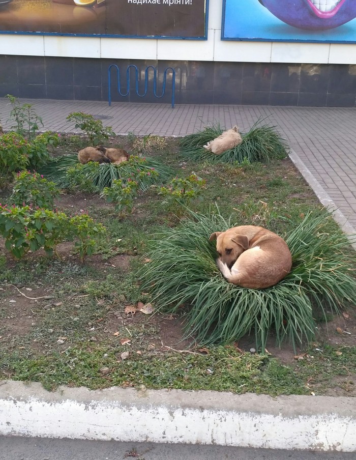 nesting - Nest, Stray dogs, The photo, Dog