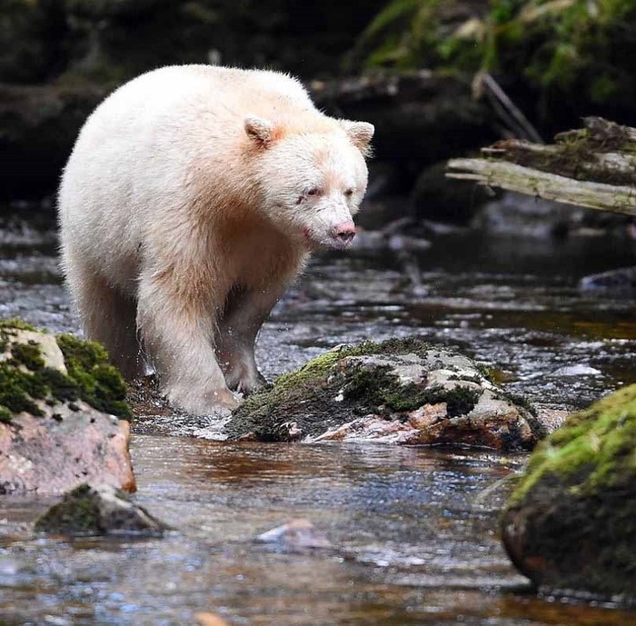 albino bear - The Bears, Albino, Nature, The photo, Kermod bear