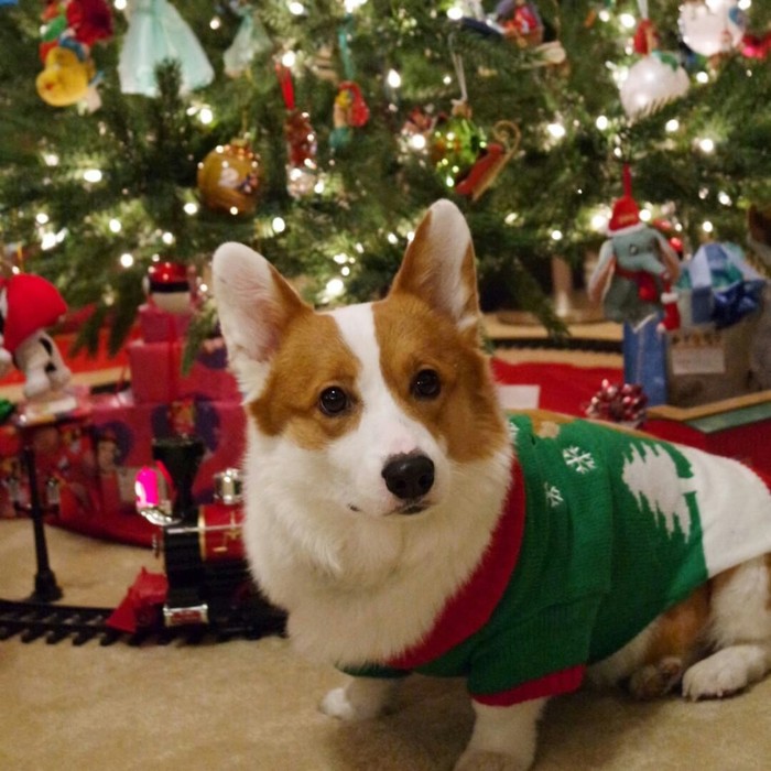 New Year's Eve post - Dog, Corgi, Milota, New Year, Longpost