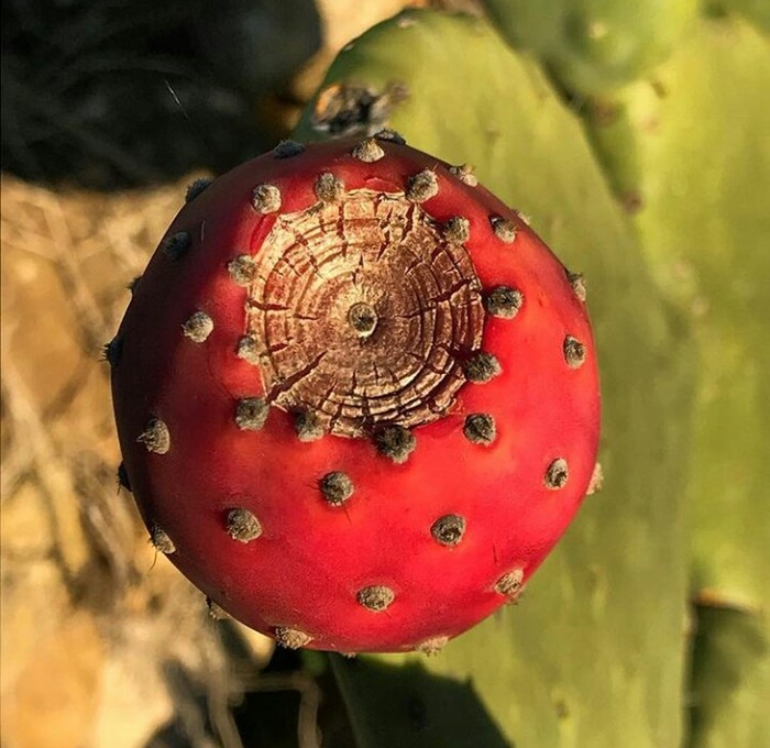 Star of Death - Star Wars, The Death Star, , Opuntia