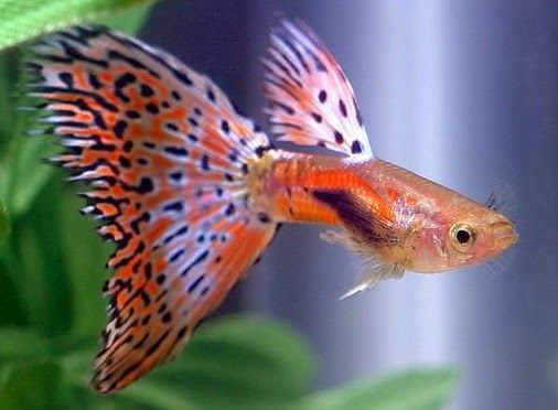 Гуппи