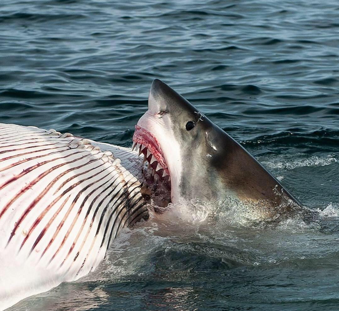 ��� �� �����)