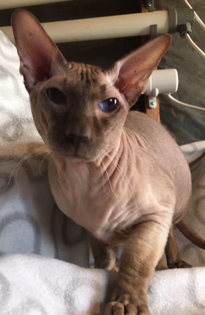 Grace the bald looking for a home - In good hands, cat, Yekaterinburg, Peterbald, Sphinx