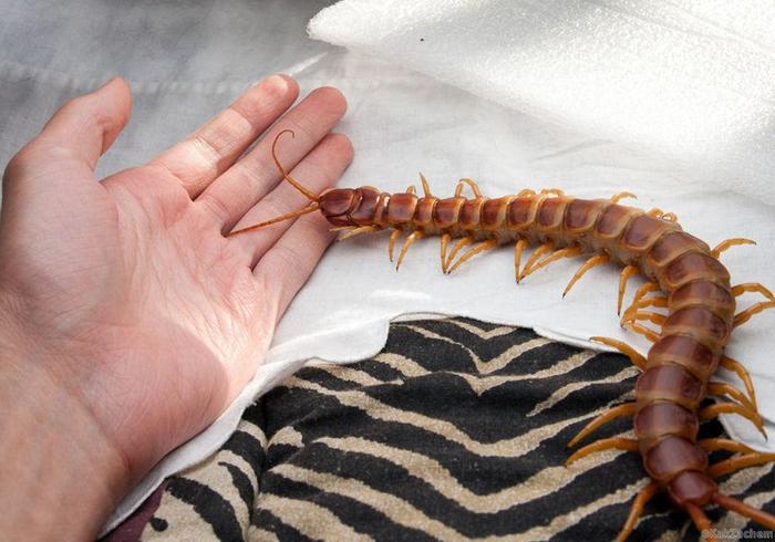 And how do you like such a pet? - Giant Scolopendra, House insect, , Longpost