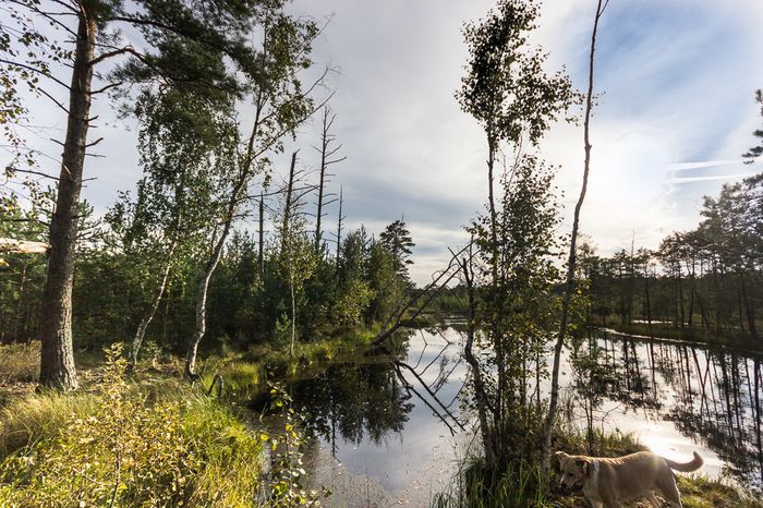 There is something Vasnetsov - My, My Northern Country, Dog