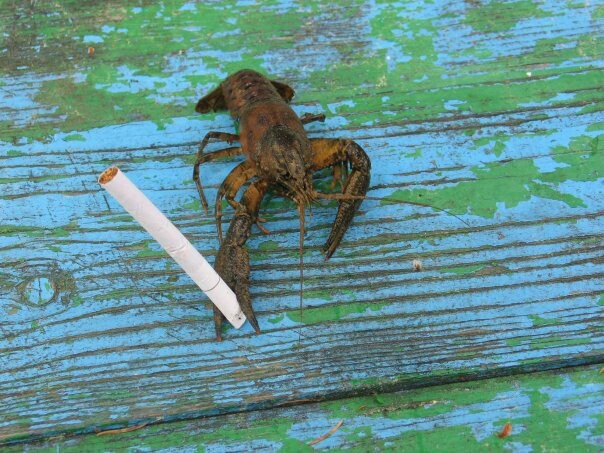 Can't you find a light? - My, Crayfish, The photo, Smoking