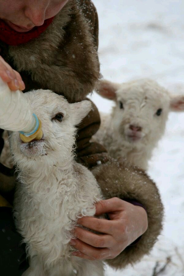 Eat, cuties - My, Milk, Sheeps