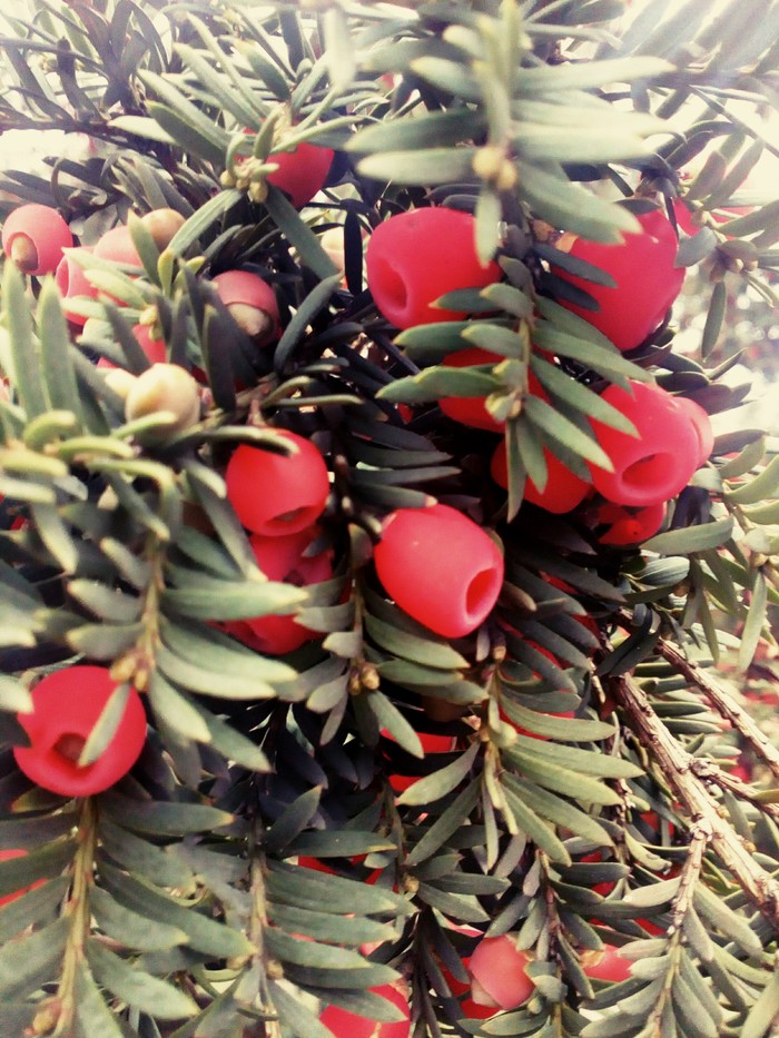 "���������" ������.