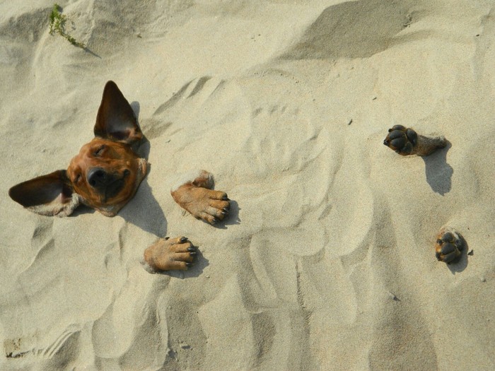 Taxi rest - My, Dachshund, Dog, Summer, Sand, Tan