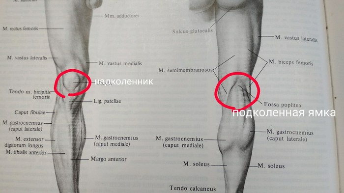 If you didn't know the name of the knee behind - Knee, Anatomy