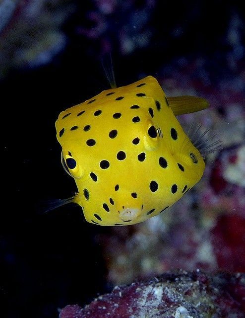 Fish Body - cube - Aquarium fish, Aquarium