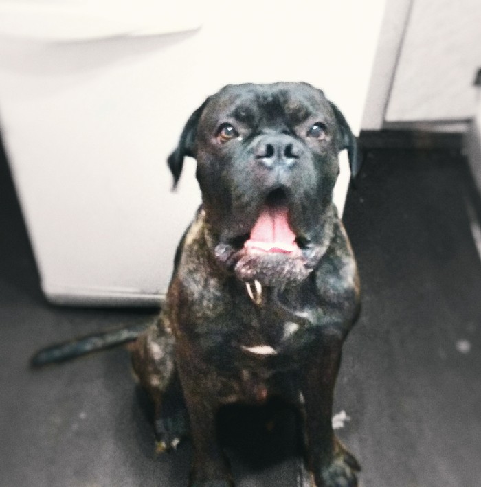 ?! ! -, , , Cane corso, 
