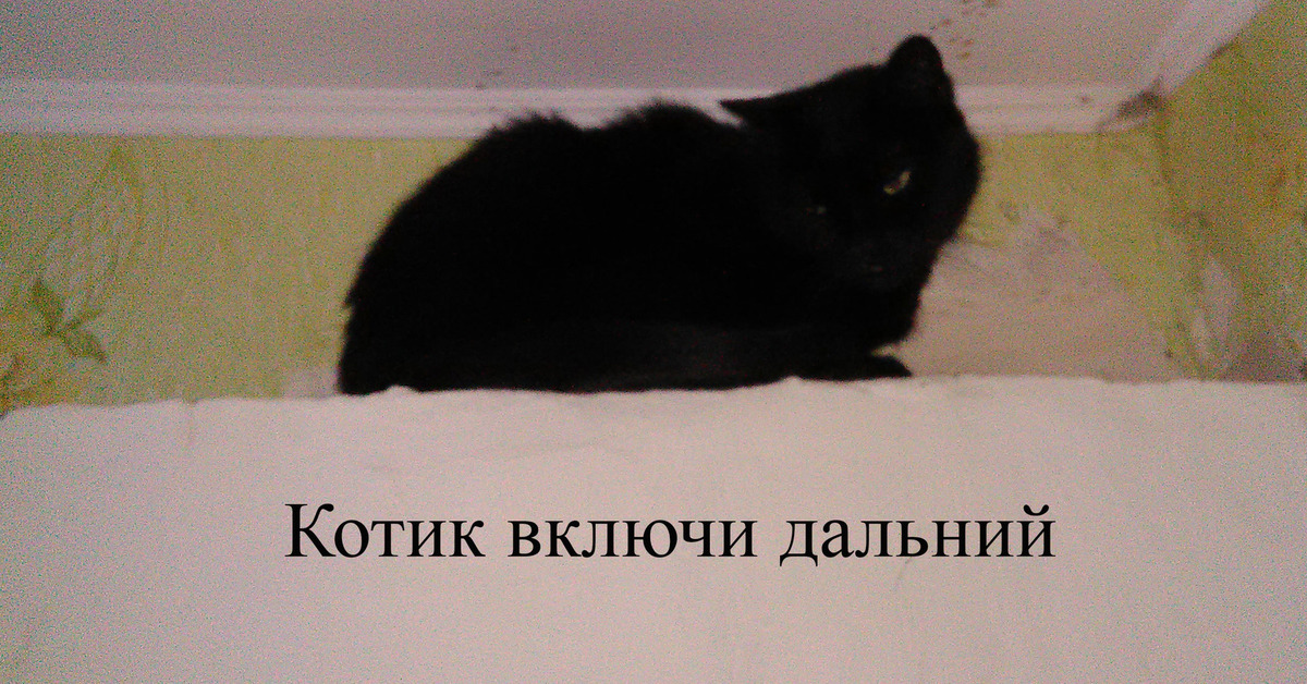 прикольные котята. кот дальний выключи ок. включи коты дальше. включи коты дальше. котики смешные коллекции.
