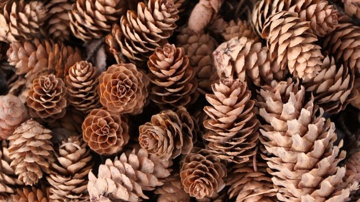 The man was collecting cones, and the neighbors laughed at him - Interesting, Story, With your own hands, Amazing, The photo, Cones, beauty, Fake, Longpost