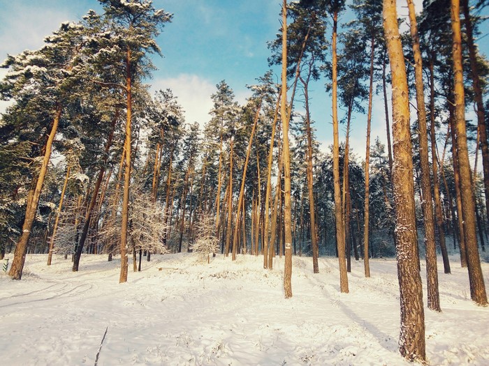 The beauty of the winter forest - My, Forest, Winter, The photo, Snow