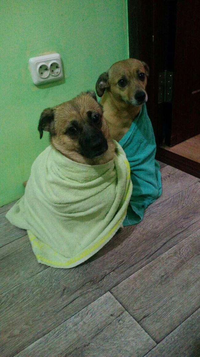 Plato and Aristotle after the bath - My, Dog, Plato, Aristotle, The photo