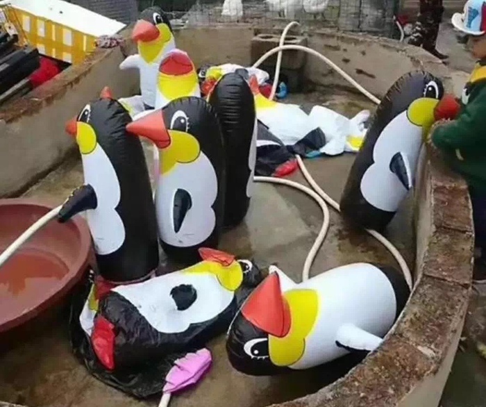 They say the penguin is not real! - China, Chinese, Deception, Penguins, Zoo