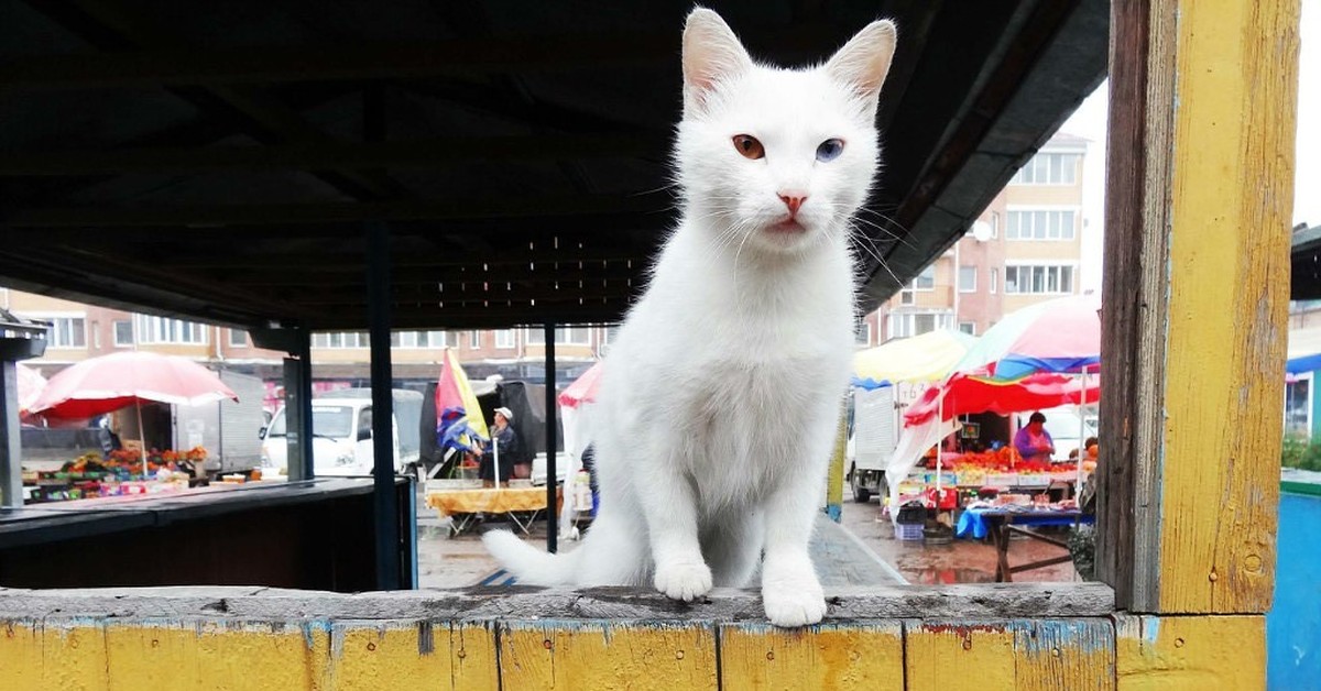 Котопесия дзен канал. Кот на рынке. Коты на рынке. Смешные кошки на базаре. Котопёсия дзен.