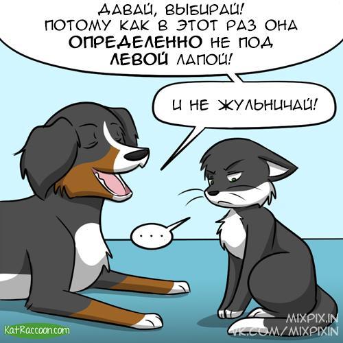 furry crook - My, Comics, GIF with background, Kat swenski, Translation, GIF, Longpost, cat, Dog