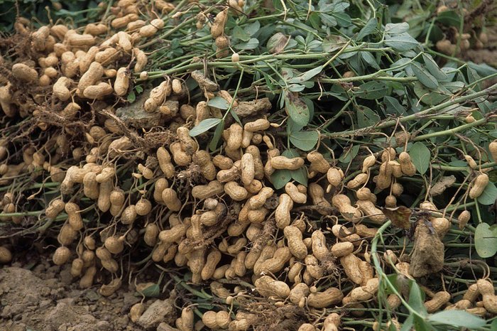 About legumes - Peanut, Platypus, , Beans, Platypuses