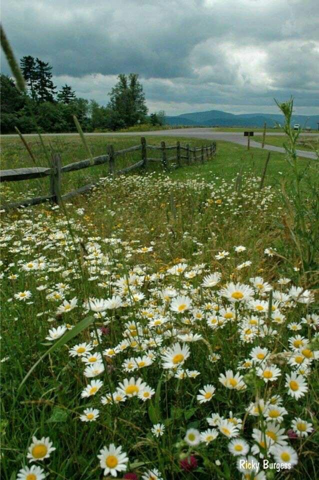 How I want summer! - My, Summer, Chamomile, Nature