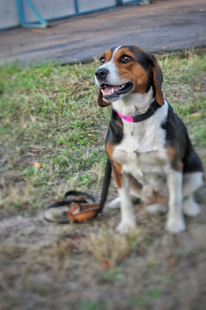 Estonian Hound Alpha - My, , Hare, , Dog